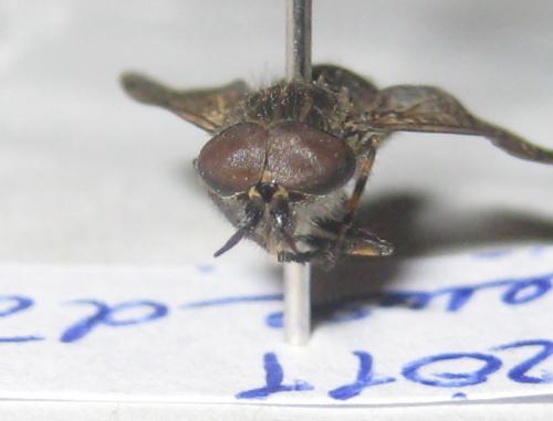 Haematopota pluvialis